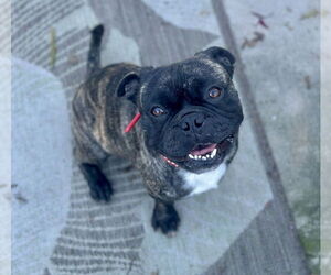 Frenchie Pug Dogs for adoption in Newport Beach, CA, USA