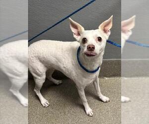 Chihuahua-Unknown Mix Dogs for adoption in Las Vegas, NV, USA