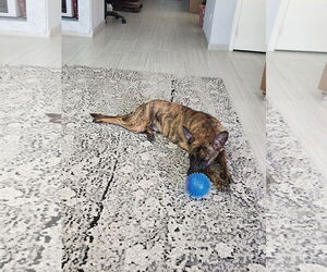 Dutch Shepherd -Unknown Mix Dogs for adoption in Chandler, AZ, USA