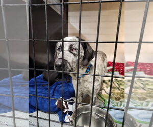 Labrador Retriever-Siberian Husky Mix Dogs for adoption in Woodsfield, OH, USA
