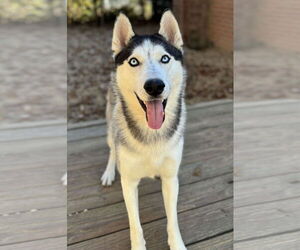 Siberian Husky Dogs for adoption in Matawan, NJ, USA