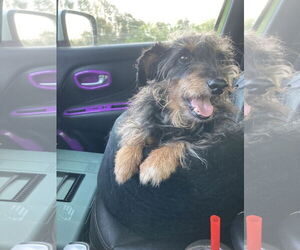 Mutt Dogs for adoption in Chatham, VA, USA