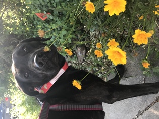 Labrador Retriever-Plott Hound Mix Dogs for adoption in Hudson, CO, USA