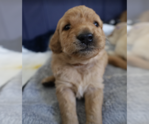 Medium Photo #1 Golden Retriever Puppy For Sale in Brooklyn, NY, USA