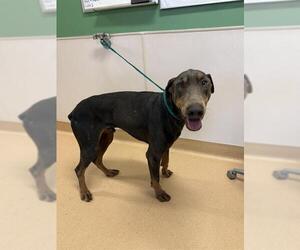 Doberman Pinscher Dogs for adoption in Placerville, CA, USA