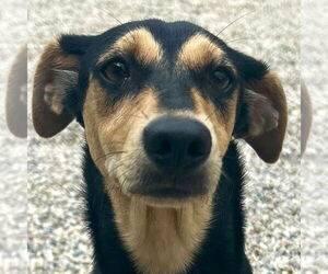 Dachshund-Unknown Mix Dogs for adoption in Jefferson, WI, USA
