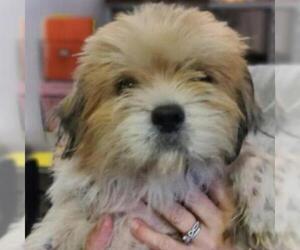 Shih Tzu Dogs for adoption in Helena, AL, USA