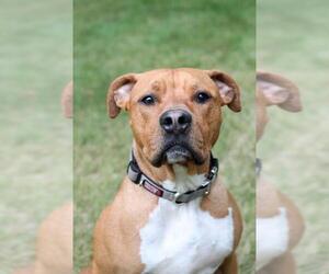 Labrador Retriever-Staffordshire Bull Terrier Mix Dogs for adoption in Mankato, MN, USA