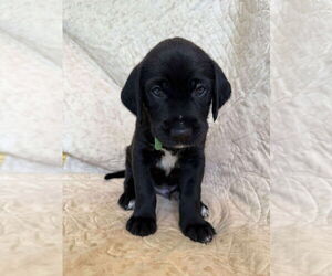 Great Dane Dogs for adoption in Bullard, TX, USA