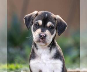 Labrador Retriever-Unknown Mix Dogs for adoption in San Diego, CA, USA