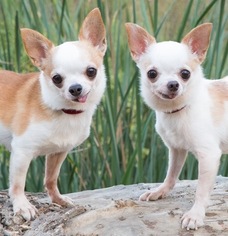 Medium Photo #1 Chihuahua Puppy For Sale in Lake Elsinore, CA, USA