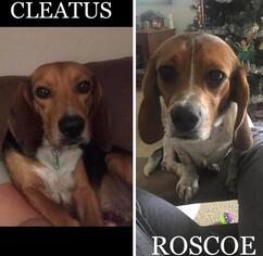 Beagle Dogs for adoption in Toms River, NJ, USA