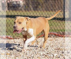 American Pit Bull Terrier-Unknown Mix Dogs for adoption in Waco, TX, USA