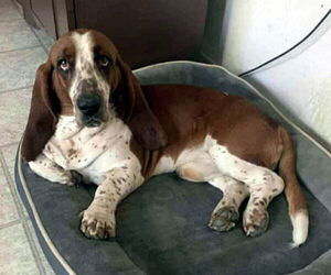 Basset Hound Dogs for adoption in Deepwater, NJ, USA