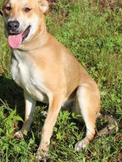 Medium Photo #1 Labrador Retriever-Unknown Mix Puppy For Sale in North Myrtle Beach, SC, USA