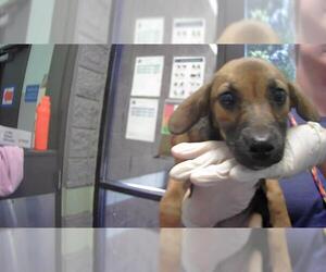 Chiweenie Dogs for adoption in Tulsa, OK, USA