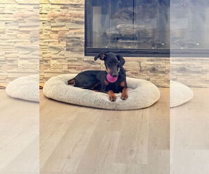 Doberman Pinscher Dogs for adoption in Minneaoplis, MN, USA