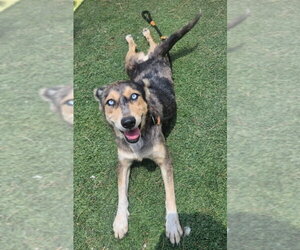 Australian Shepherd-Unknown Mix Dogs for adoption in Lakewood, CO, USA