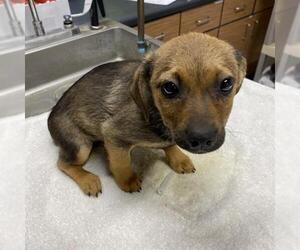 Staffordshire Bull Terrier-Unknown Mix Dogs for adoption in Modesto, CA, USA
