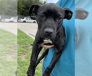 American Pit Bull Terrier Dogs for adoption in Waco, TX, USA