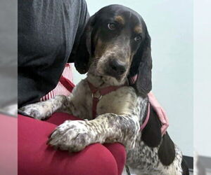 Bagle Hound Dogs for adoption in Deepwater, NJ, USA