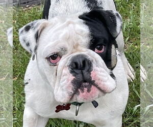 Bulldog Dogs for adoption in Fargo, ND, USA