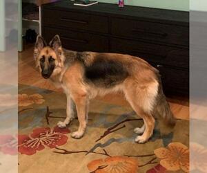 German Shepherd Dog Dogs for adoption in COLUMBIA, MD, USA