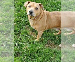 Pembroke Welsh Corgi Dogs for adoption in Walnutport, PA, USA