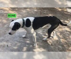 American Pit Bull Terrier-Labrador Retriever Mix Dogs for adoption in Woodland Hills, CA, USA