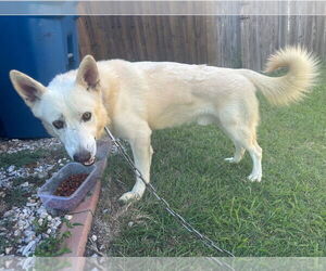 Labrador Retriever-Unknown Mix Dogs for adoption in Rowlett, TX, USA