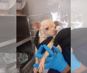 Chihuahua Dogs for adoption in Stockton, CA, USA