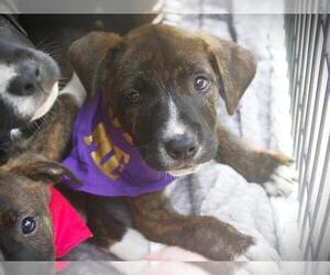 American Staffordshire Terrier-Unknown Mix Dogs for adoption in Tallahassee, FL, USA