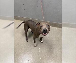 American Pit Bull Terrier-Unknown Mix Dogs for adoption in Las Vegas, NV, USA