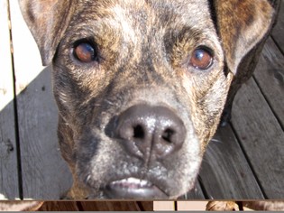 Boxer-Unknown Mix Dogs for adoption in O Fallon, MO, USA
