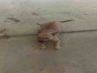 Medium Photo #1 Staffordshire Bull Terrier-Unknown Mix Puppy For Sale in San Antonio, TX, USA