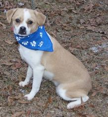 Cheeks Dogs for adoption in Cranston, RI, USA