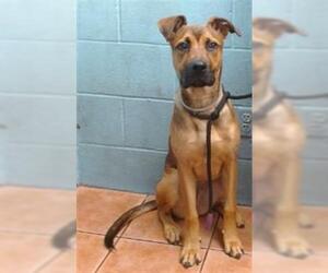 German Shepherd Dog-Unknown Mix Dogs for adoption in Downey, CA, USA