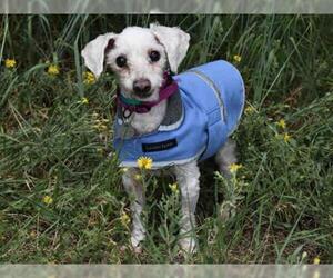 Poodle (Miniature) Dogs for adoption in Aurora, CO, USA
