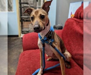 Italian Greyhound Dogs for adoption in St Louis, MO, USA