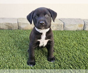Labrador Retriever-Unknown Mix Dogs for adoption in Mission Viejo, CA, USA