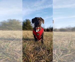 Basschshund Dogs for adoption in Bladensburg, MD, USA