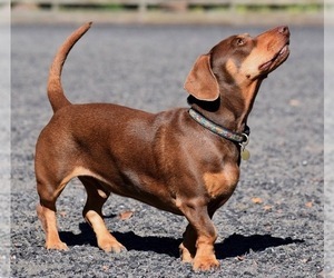 Dachshund-Labrador Retriever Mix Dogs for adoption in Penngrove, CA, USA