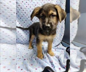 German Shepherd Dog-Unknown Mix Dogs for adoption in Conroe, TX, USA