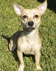 Dorgi Dogs for adoption in Santa Fe, TX, USA
