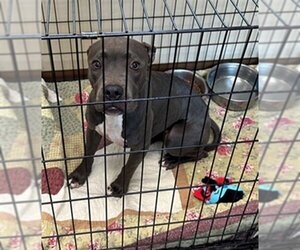American Pit Bull Terrier-Unknown Mix Dogs for adoption in Texas City, TX, USA