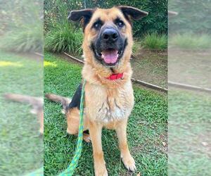 German Shepherd Dog Dogs for adoption in Sacramento, CA, USA