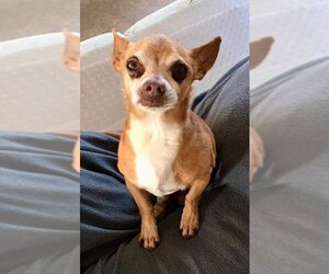 Chihuahua-Unknown Mix Dogs for adoption in Lancaster, CA, USA