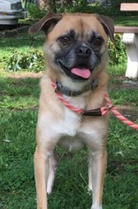 Pug Dogs for adoption in Calverton, NY, USA