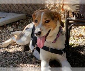 Treeing Walker Coonhound Dogs for adoption in Santa Barbara, CA, USA