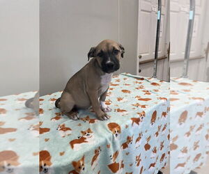 Mutt Dogs for adoption in Osgood, IN, USA